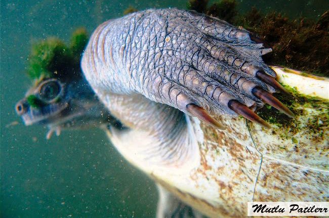 Mutlu Patilerr Nesli Tükenen Mary River Kaplumbağası…