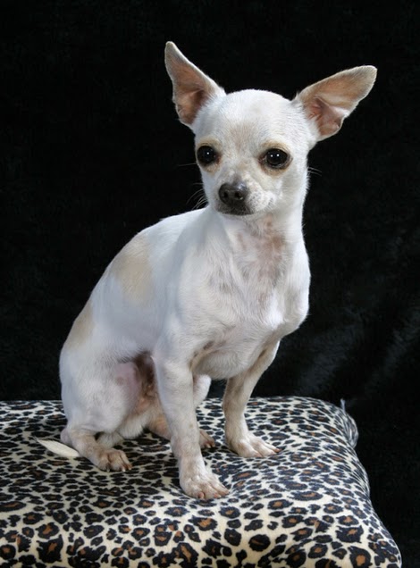 Border Collie Crazy Are Chihuahuas Descended From Foxes