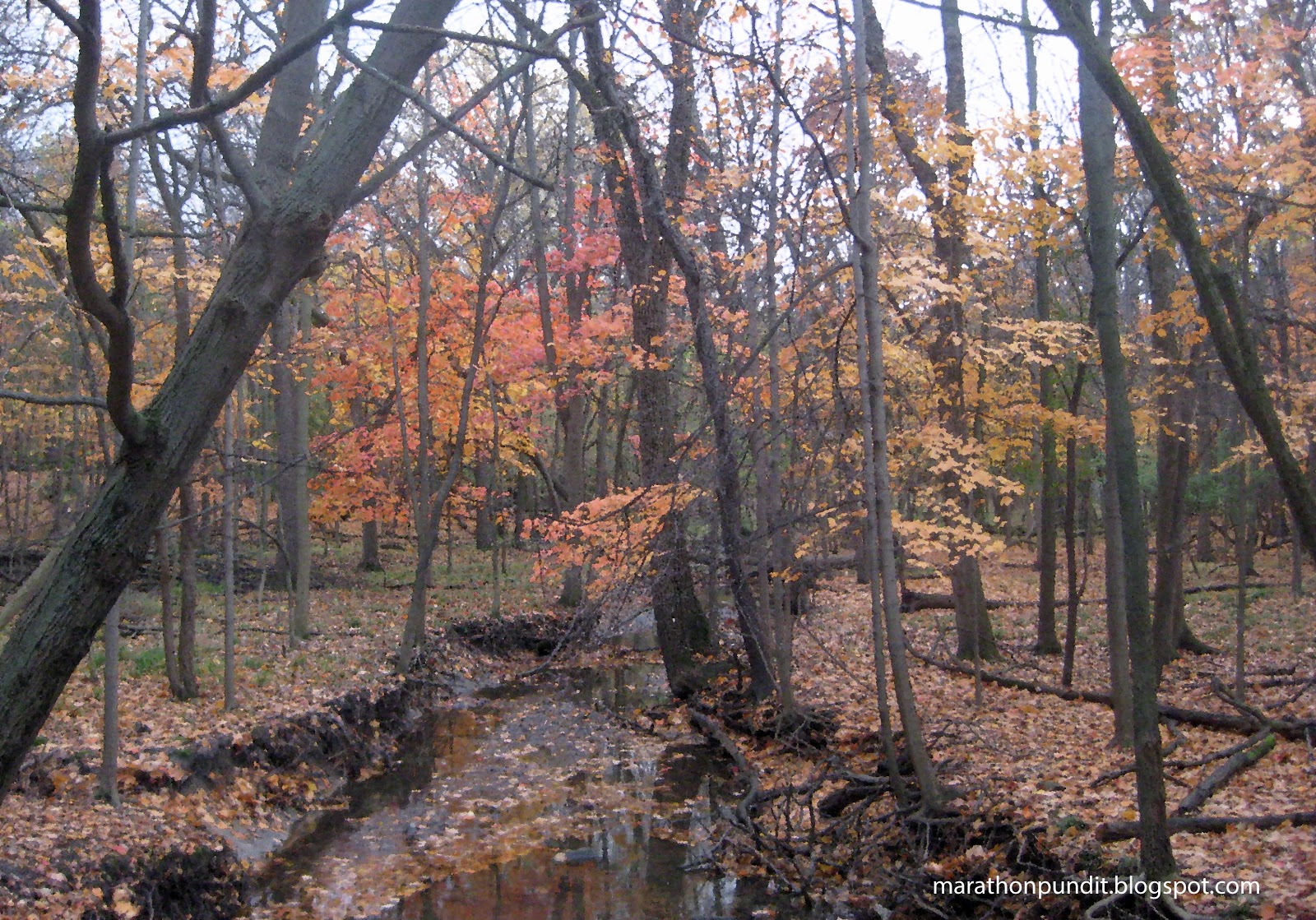 Marathon Pundit Fall colors in Morton Grove's St. Paul Woods