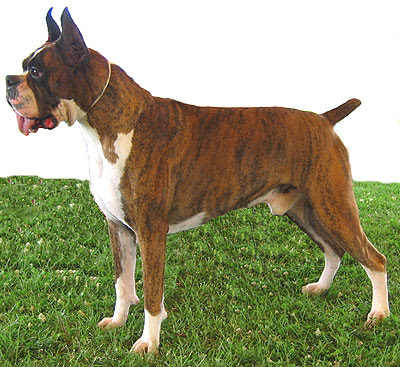 Brindle Boxer Dog