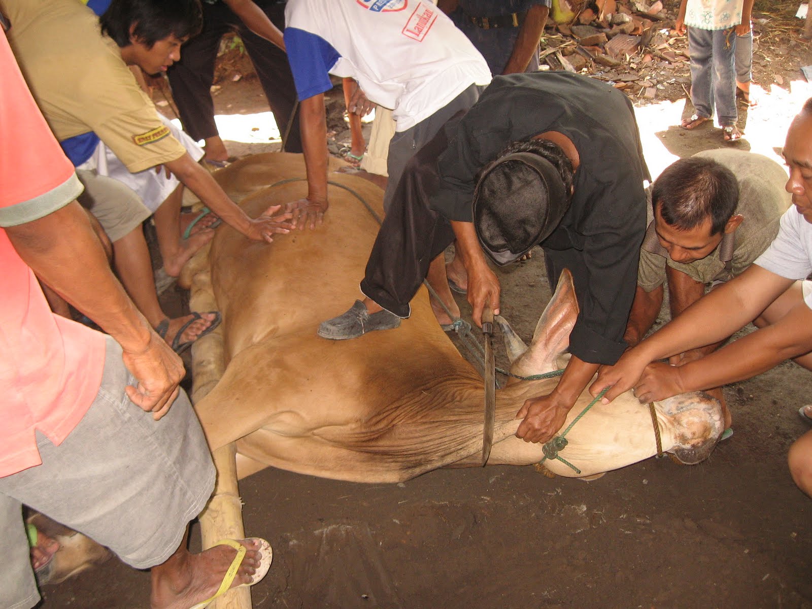 TUGAS TIK SMPN 45 SURABAYA Tata Cara Menyembelih Hewan Qurban