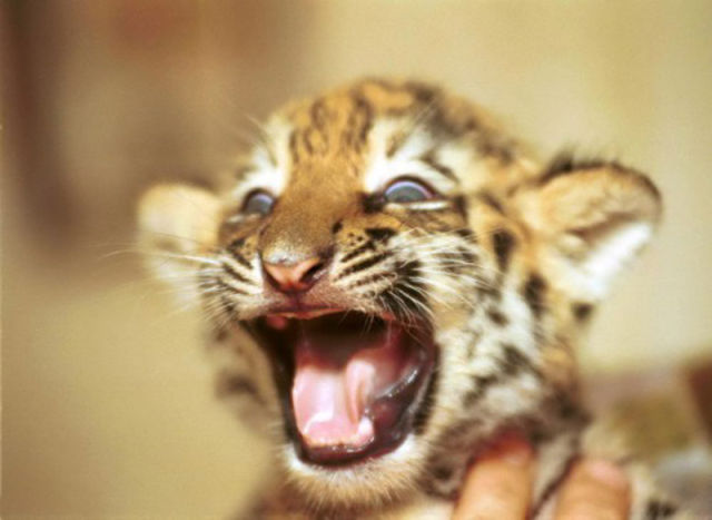 Funny Cool Pictures: Cute Baby Animals Funny Cool Pictures: Cute Baby Animals
