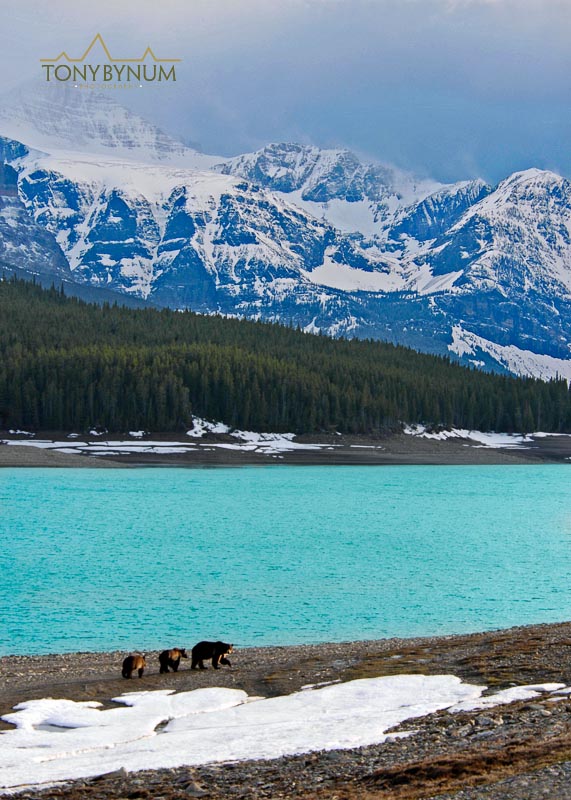 grizzly bears on sherburne lake glacier national park 