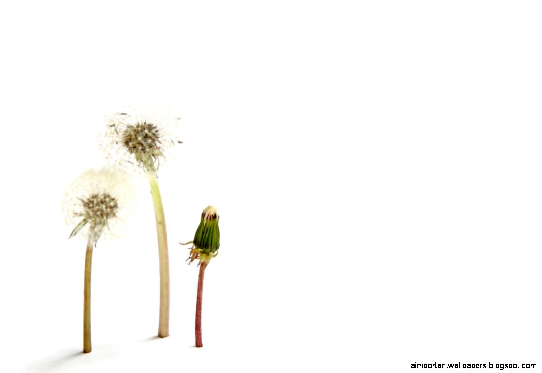 Dandelions Sprout 3945   Flowers Wallpapers Wallmot Dandelions Sprout 3945   Flowers Wallpapers Wallmot