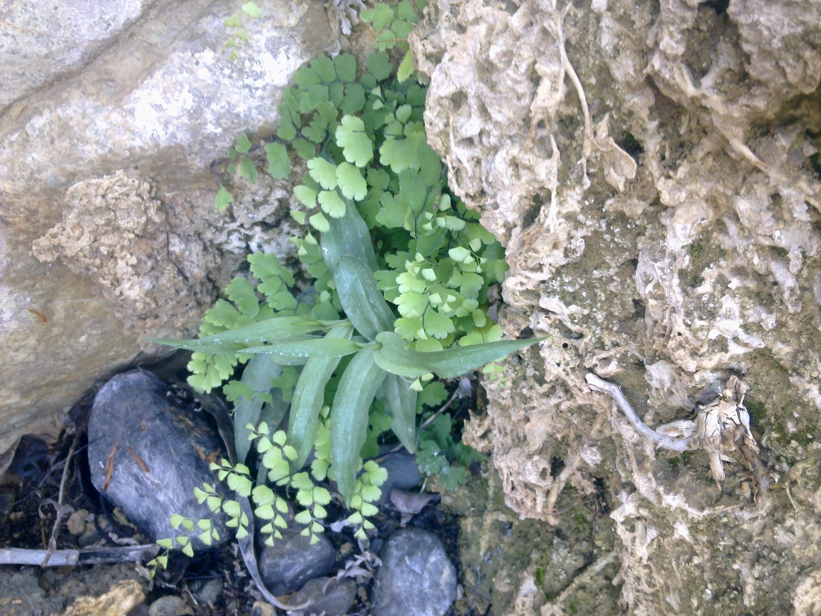 OMAN Orchid All about plant