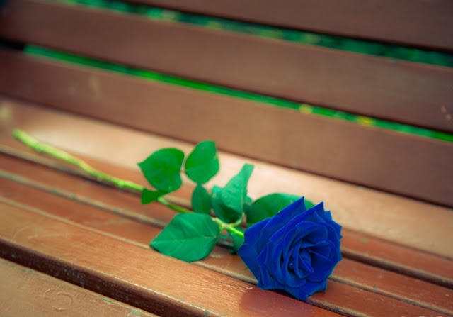 Blue Roses Wallpapers