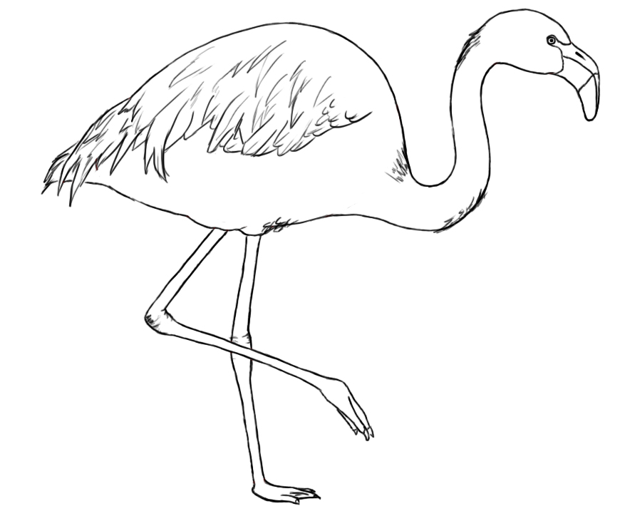 sketch flamingo