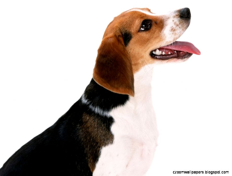 Desktop Wallpaper · Gallery · Animals · Artois Hound dog Free Desktop Wallpaper · Gallery · Animals · Artois Hound dog Free