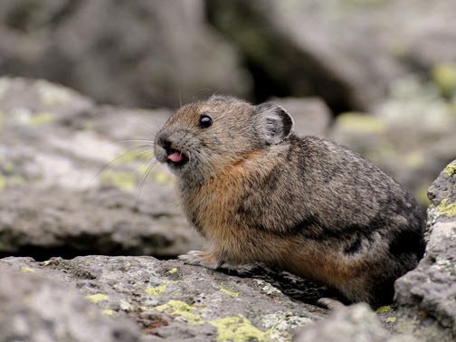 pikka animoal
