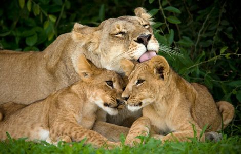 Lioness licking two of her cubs