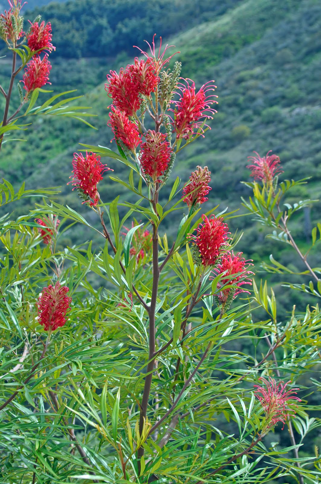 A Passion for Flowers 5 Reasons to Love Grevillea Flowers