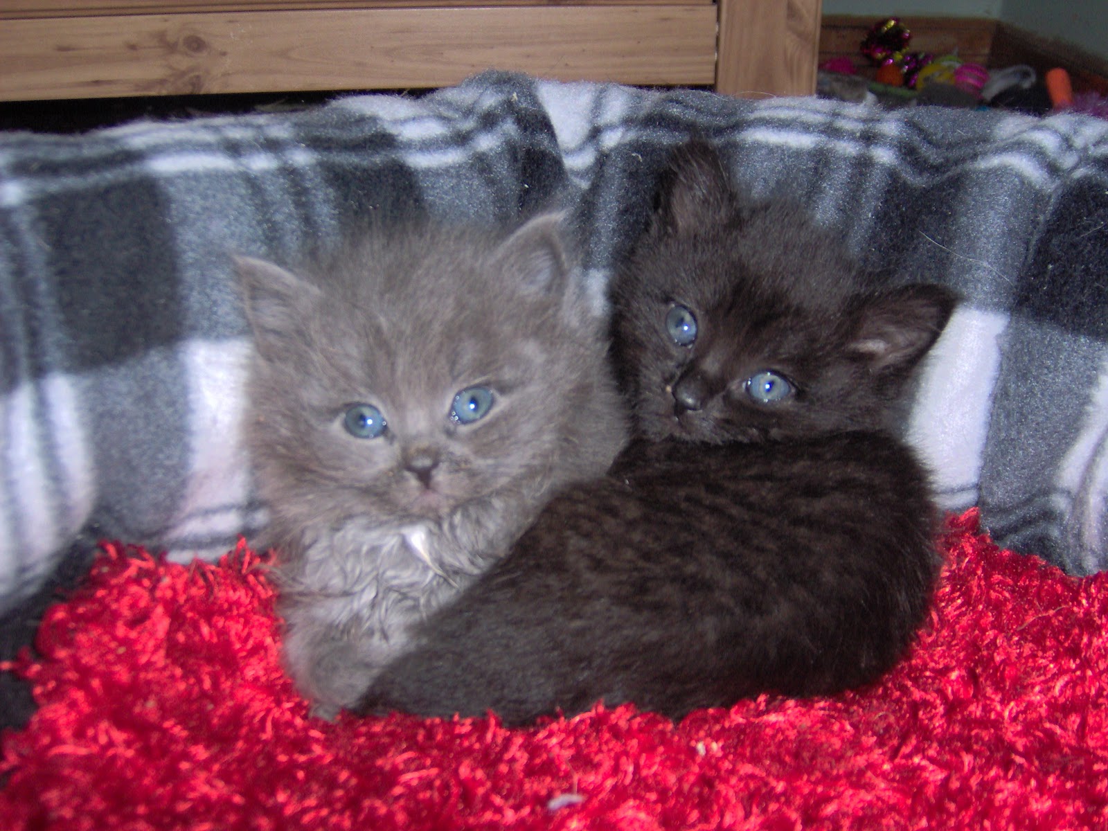 Normal+kitten+poop