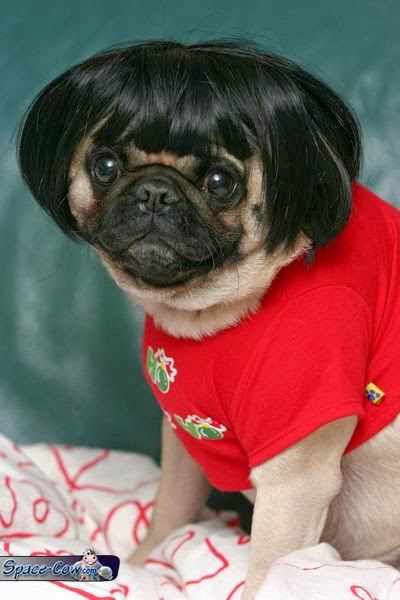 pug with wig pug with a wig pictures pug with wig pug with a wig pictures