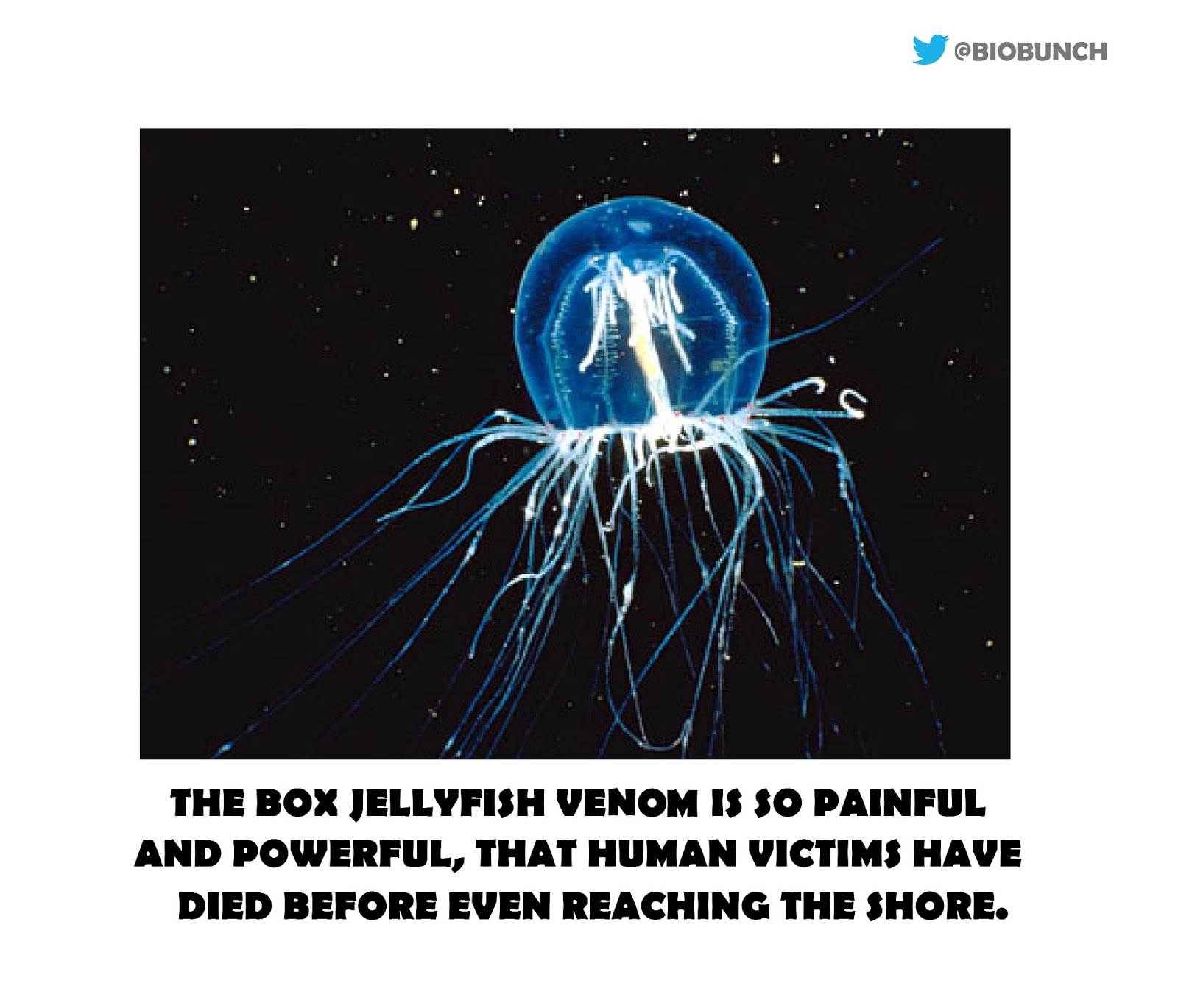 What are some facts about the box jellyfish? wehelpcheapessaydownload