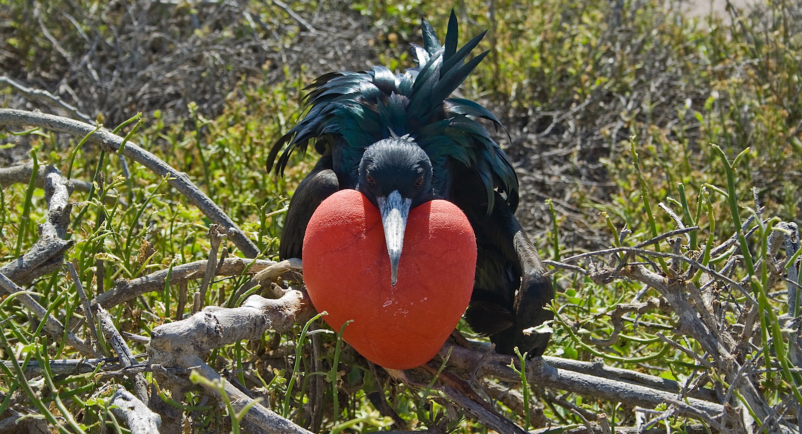 Magnificent_Frigatebird_at_the_Galapagos.jpg