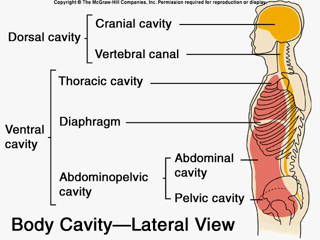 Anatomy and Physiology I Coursework: Dorsal/Ventral Body Cavities