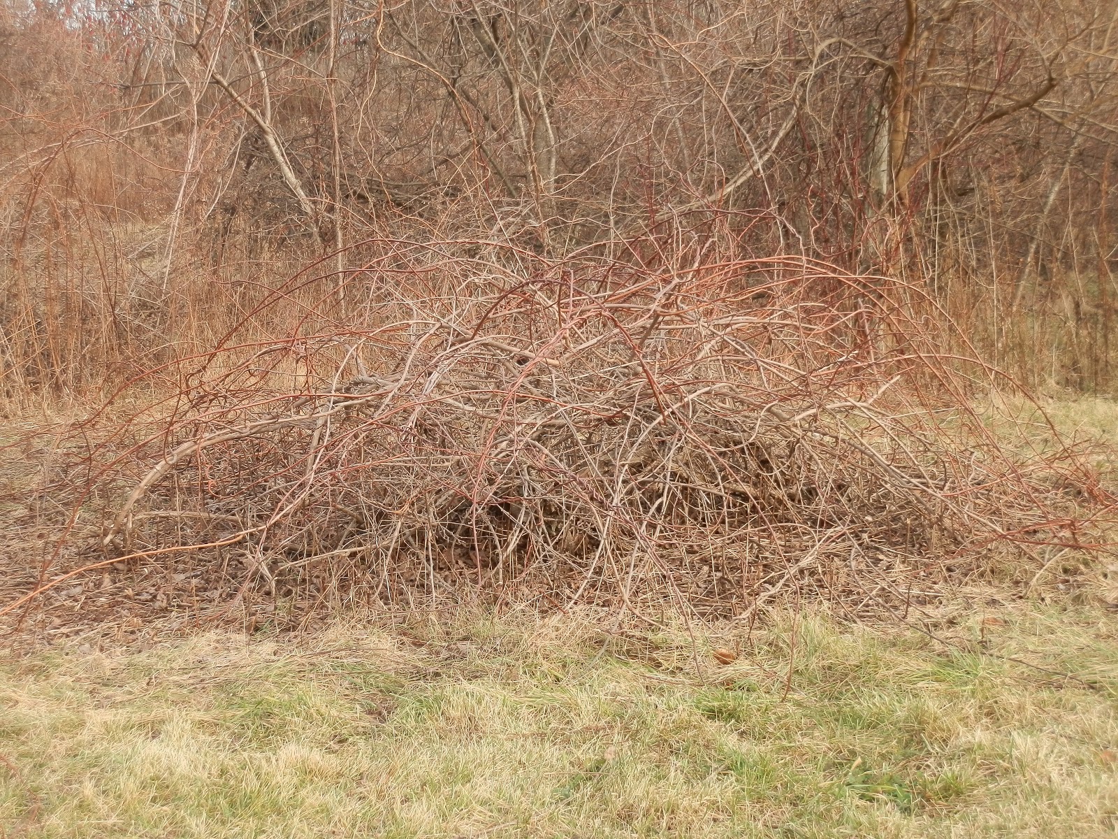 Ridge Berry Farm Arctic Kiwi Trellises