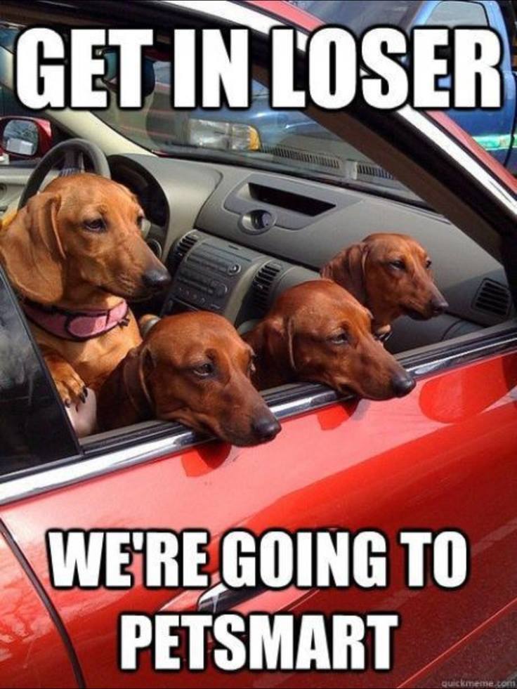 Gags For Laugh Dogs In a Car
