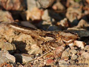 Caprimulgus ruficollis