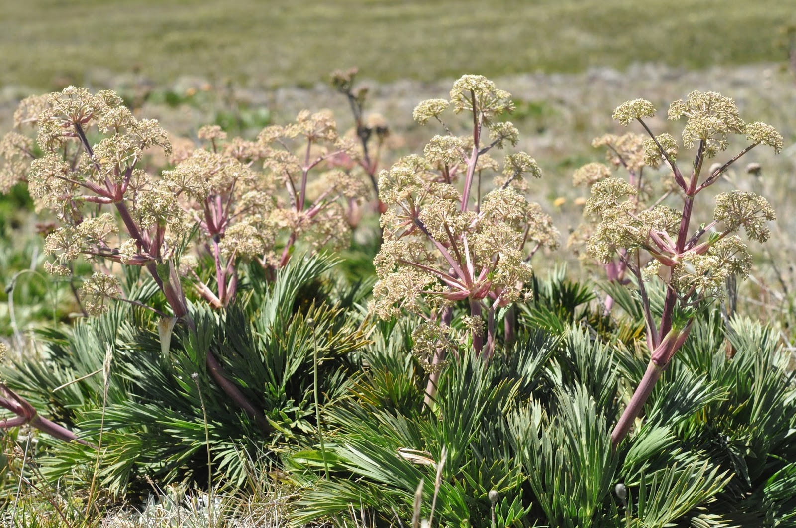 Alpine Garden Society Victorian Group Australian Alpine Plants