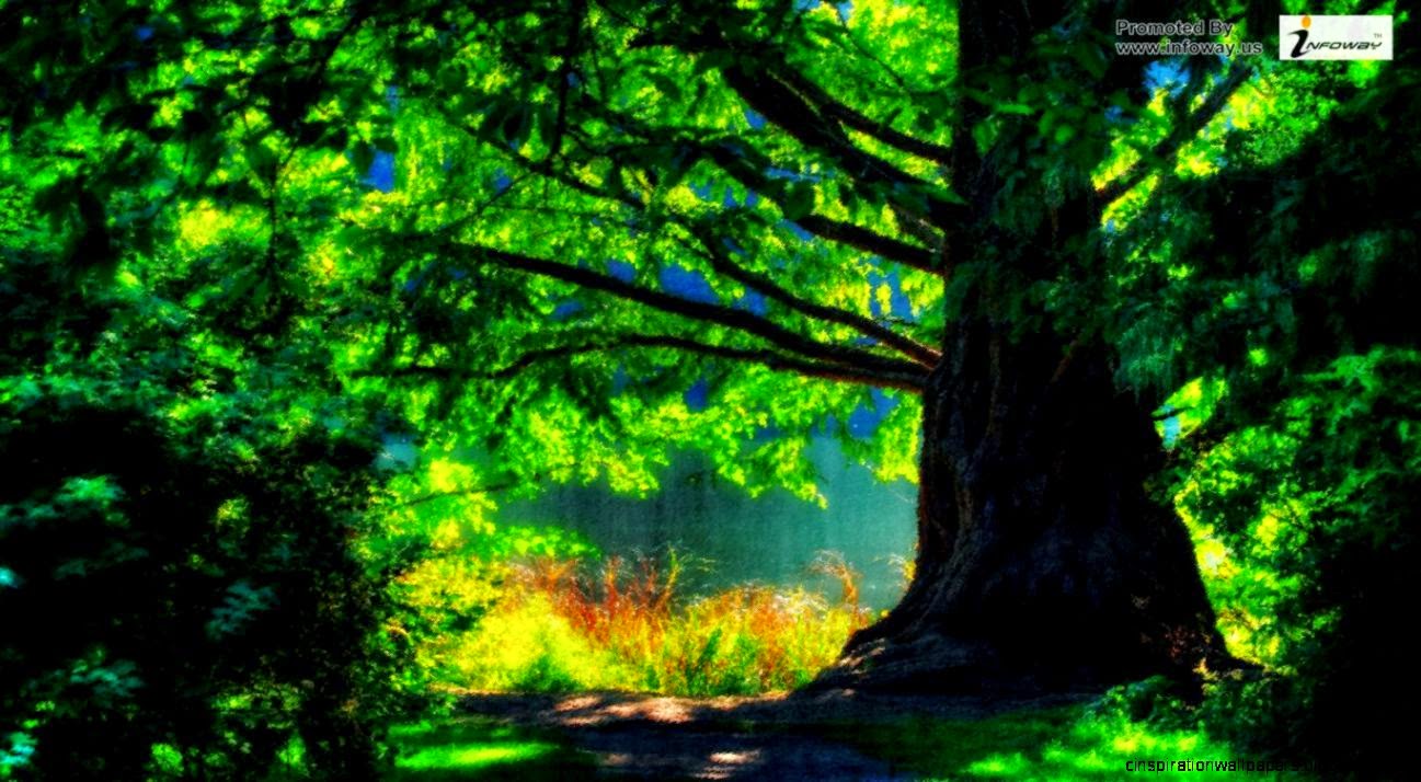 Beautiful Nature Forest Images 6 HD Wallpapers Beautiful Nature Forest Images 6 HD Wallpapers