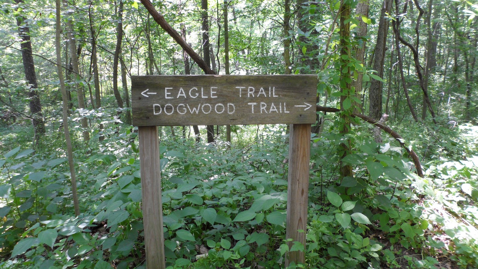 Keirns Hiking Adventures Dogwood Eagle Trail