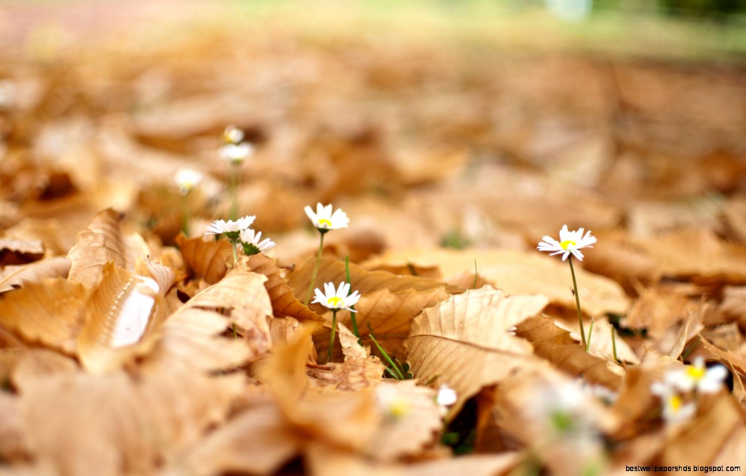 Leaves Flowers Autumn Nature 6951554 Leaves Flowers Autumn Nature 6951554