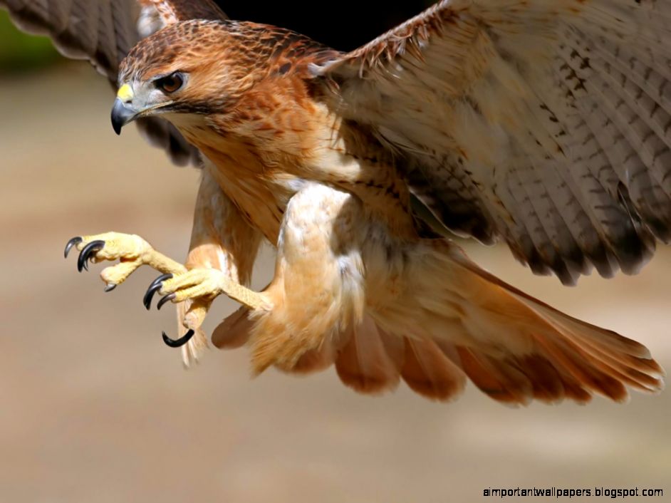 Hawk red eye 6938208 Hawk red eye 6938208