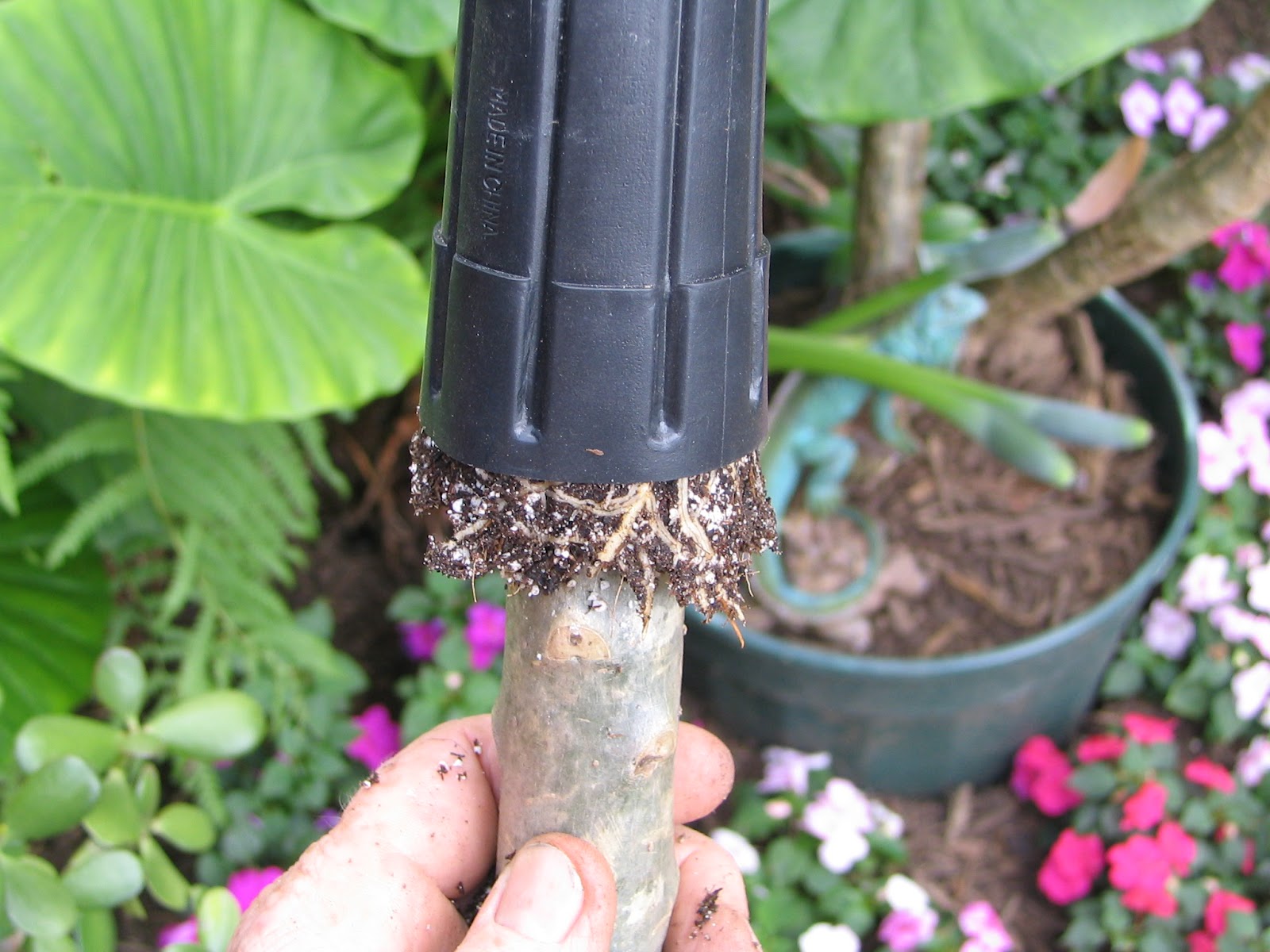 Plumeria Care and Propagation Rooting with the Texas TwoStep