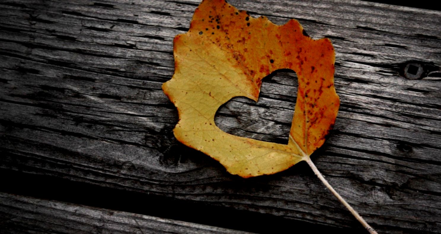 Autumn Love Autumn Love