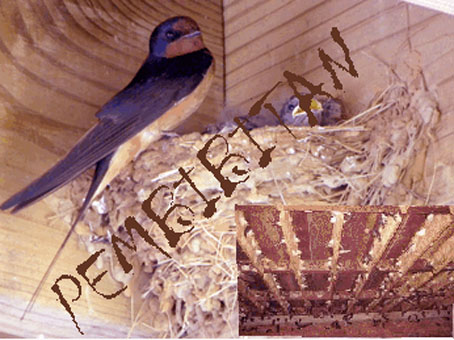 Pembibitan Burung Walet