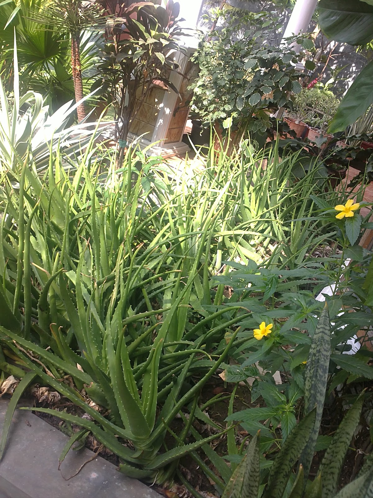 plants  I the and in aloe  frontyard have mask  diy vera backyard face aloe of Yes, many my