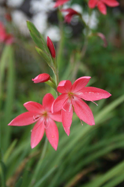 Pink river lily (Schizostylis coccinea)