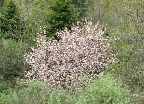apple blossoms