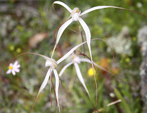Common Spider Orchid, Orchid ridge near Perenjori Western Australia