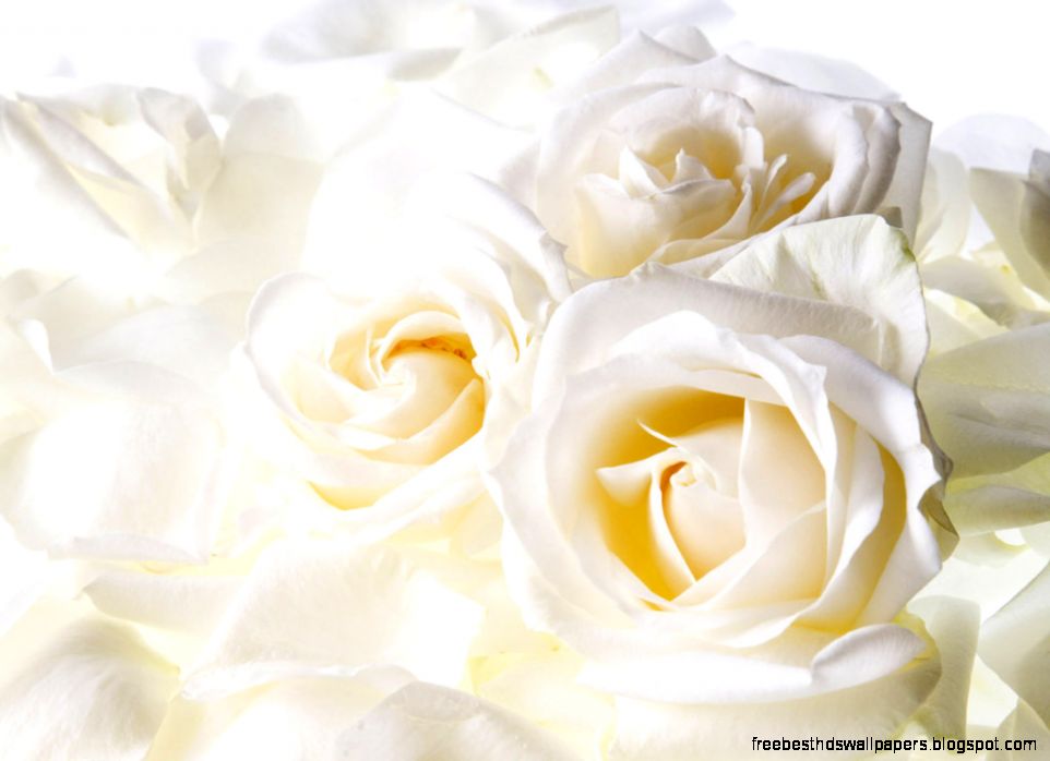 white rose hd wallpapers white rose hd wallpapers