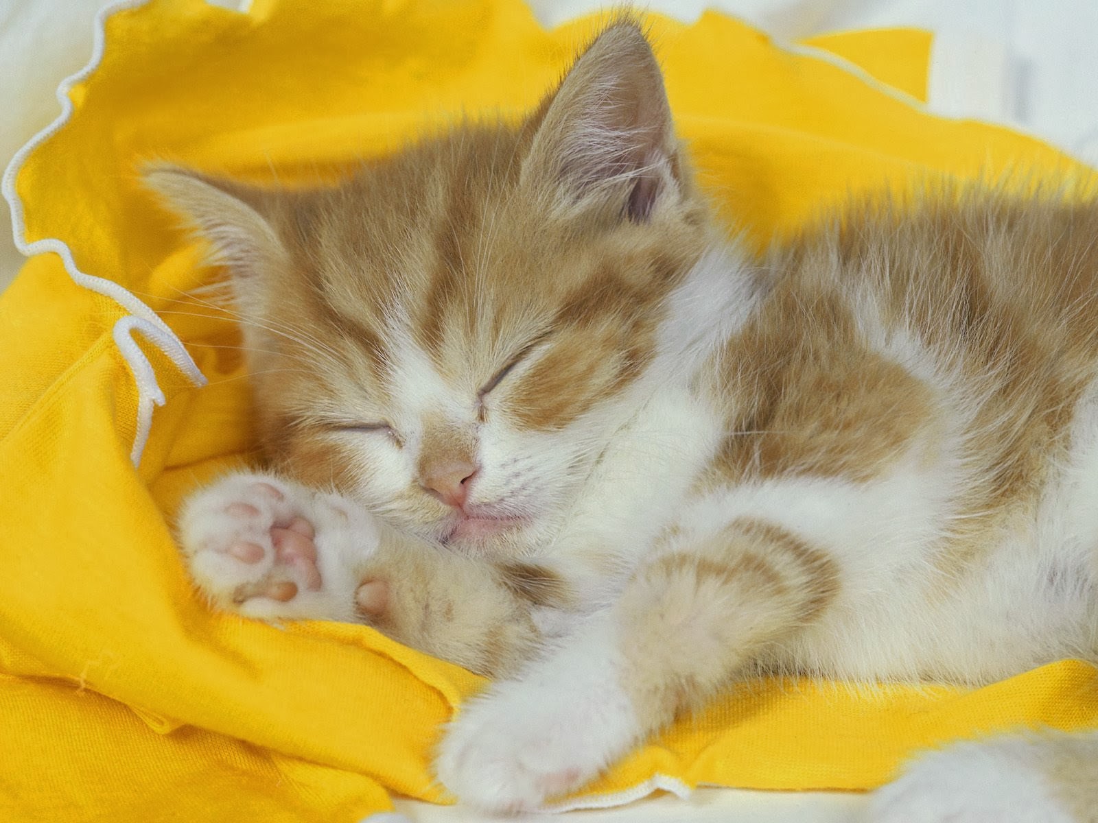 Sleeping cat wallpaper cute on pc beautiful desktop wallpapers 2014