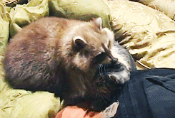 yang blade △ we are bulletproof. Raccoon-and-cat-are-bff-002