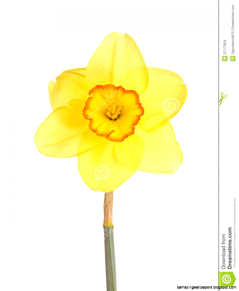 Single Flower Of A Daffodil Cultivar Against A White Background Single Flower Of A Daffodil Cultivar Against A White Background