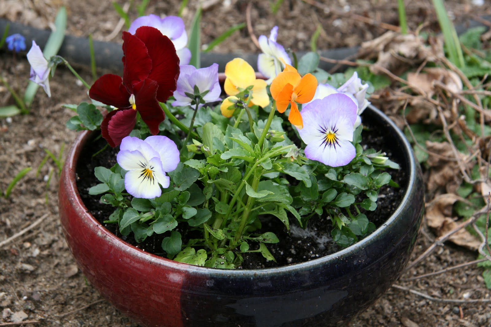 National Poetry Month/Pansies