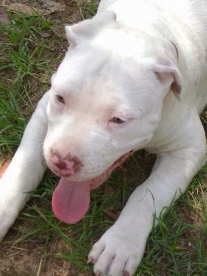 Pin by Pitbull Love on white Pitbulls Red nose pitbull