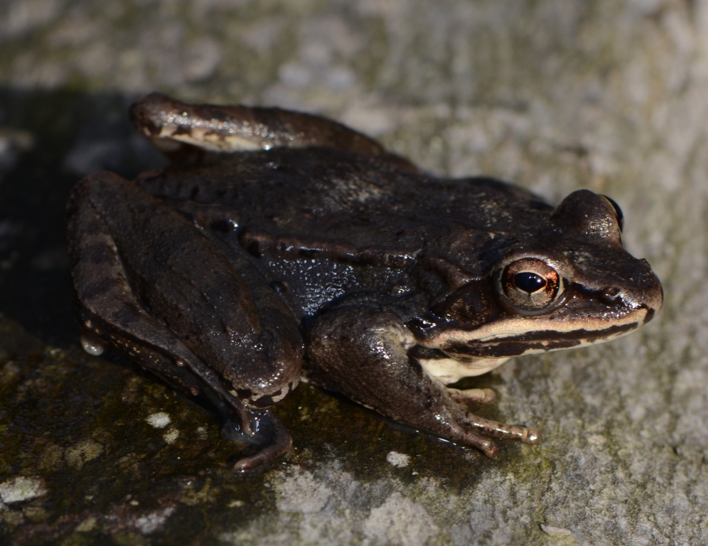Ohio Birds and Biodiversity Eggeating predators