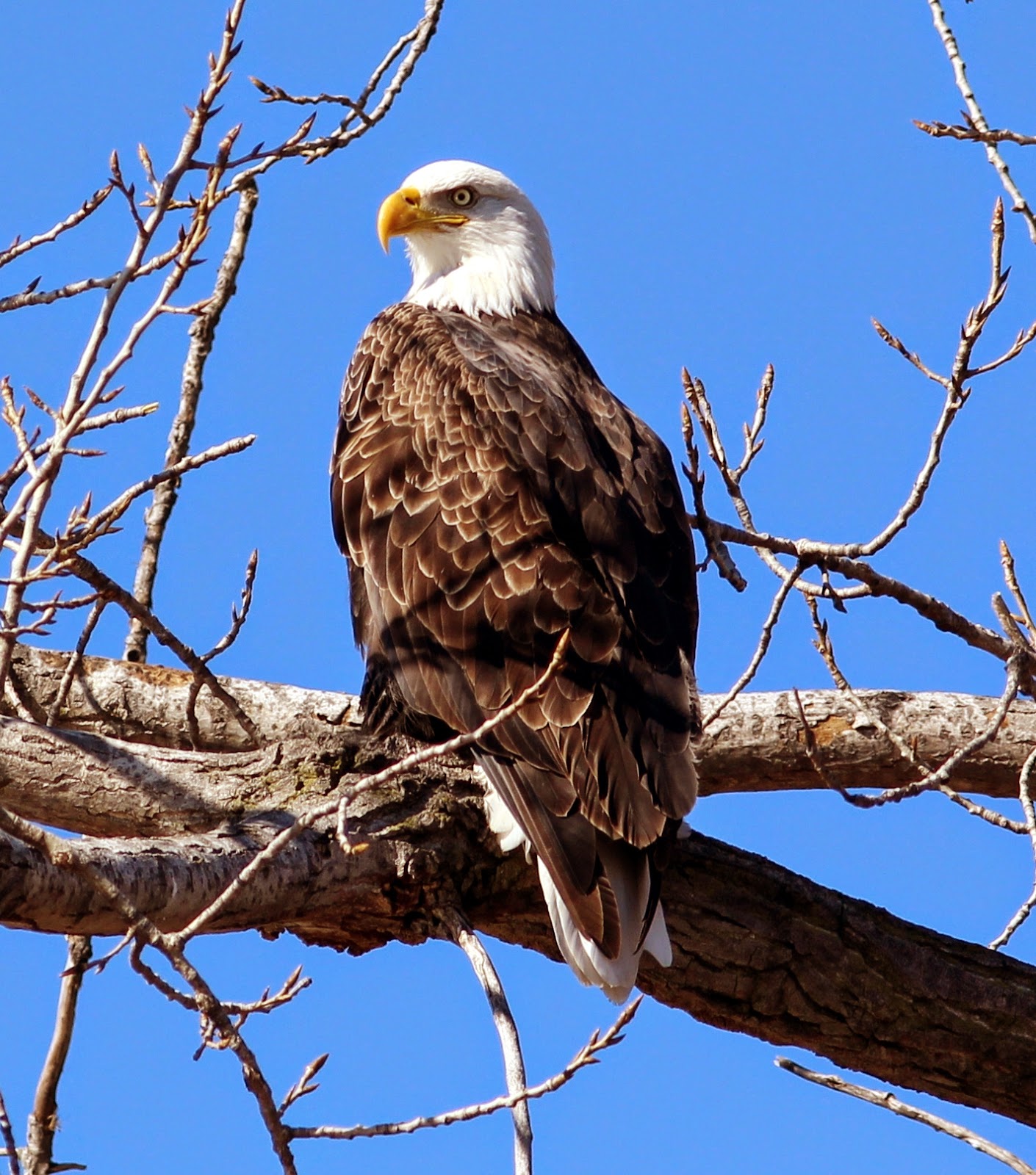 The Aero Experience Bald Eagles on the Mississippi River Clarksville