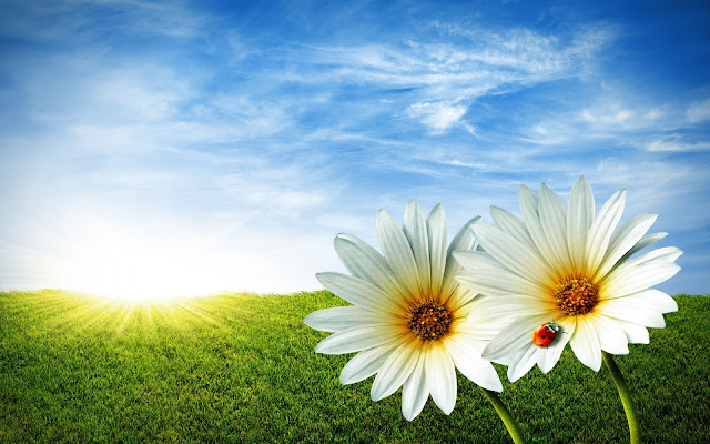 Two White Flower And SunRise,green grass owsum scene