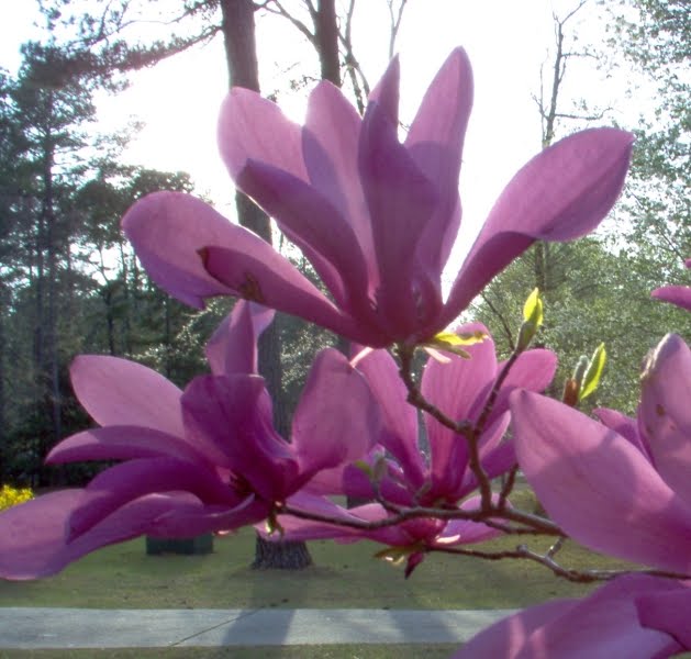 pink magnolia tree pictures. japanese magnolia tree