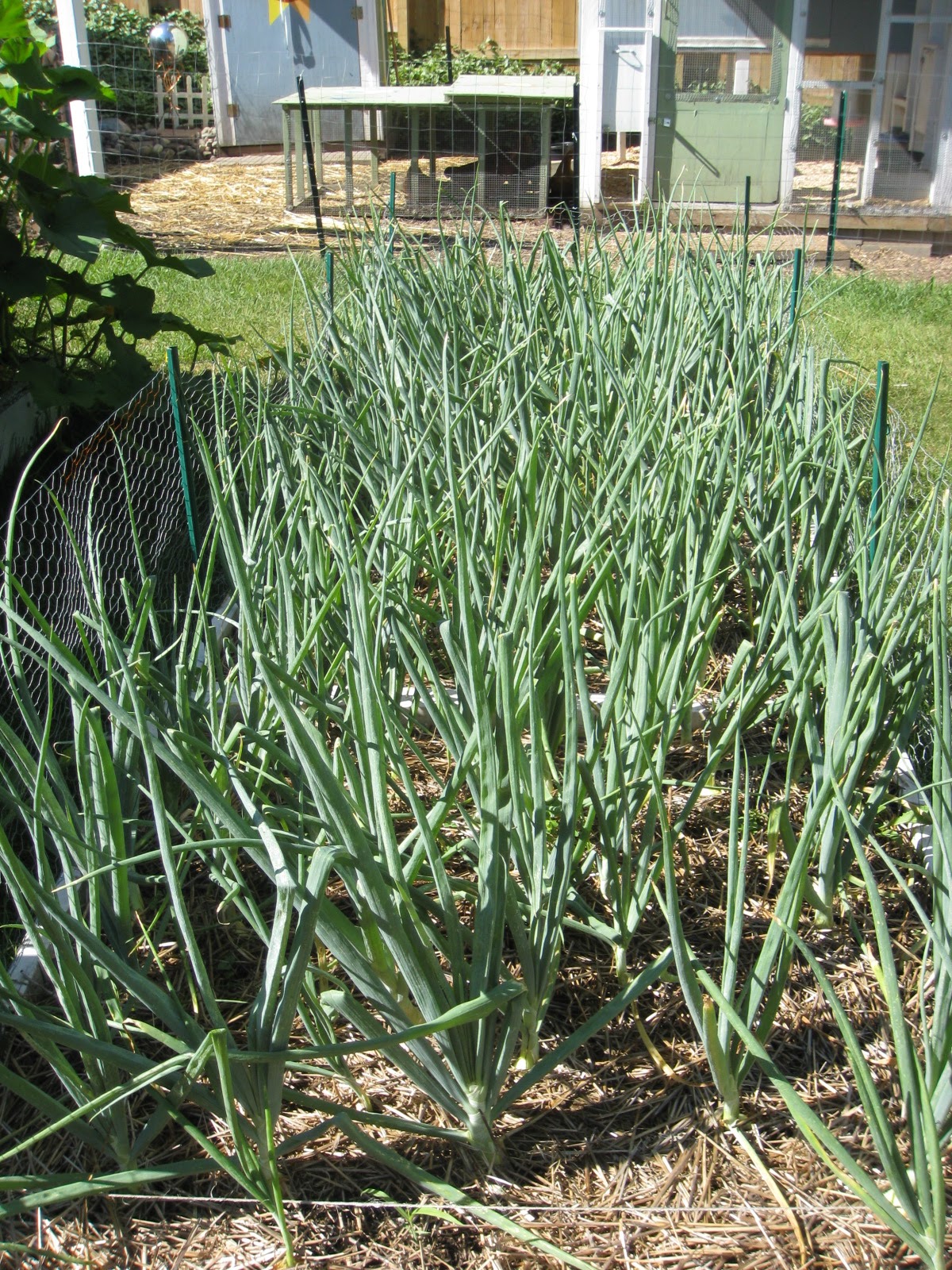 Red Bucket Farm Onion Harvest
