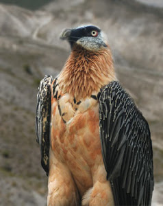 Gypaetus barbatus (quebrantahuesos)