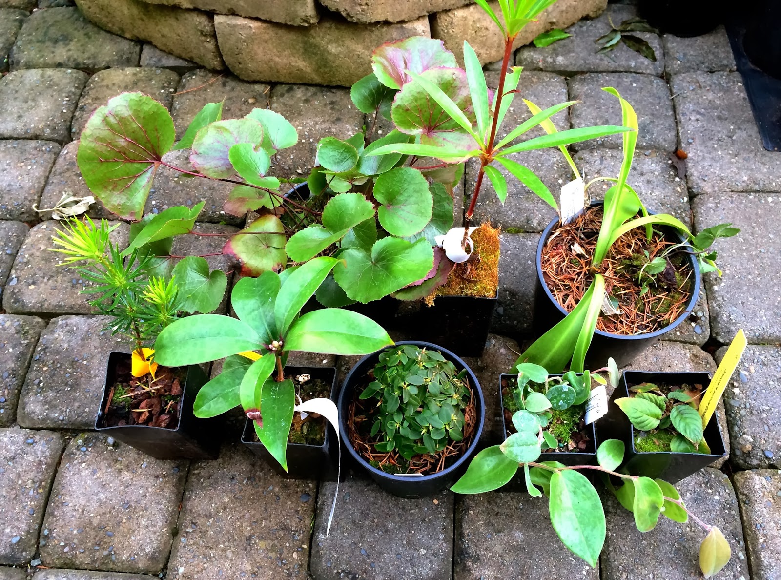 Rhododendron Decorum Great White Rhododendron Care And Culture