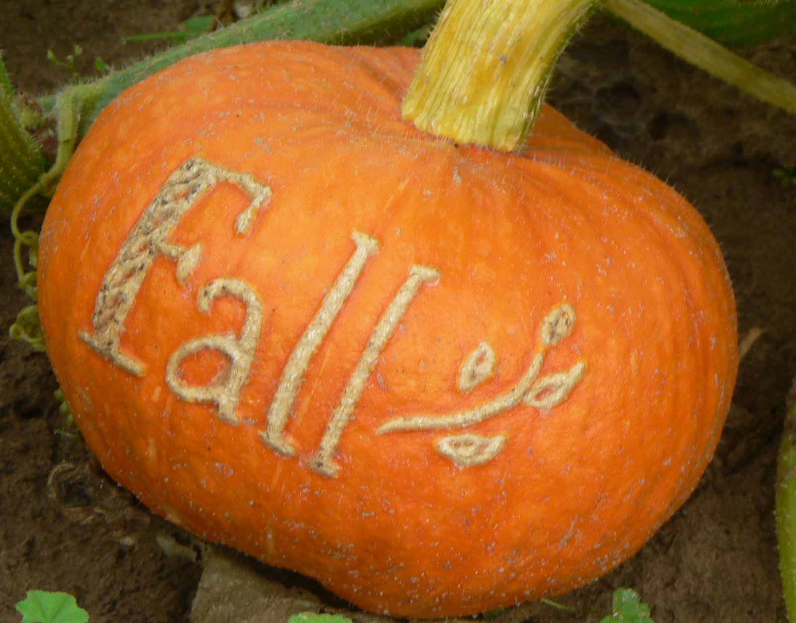 It's Written on the Wall {Halloween & Thanksgiving} Writing messages