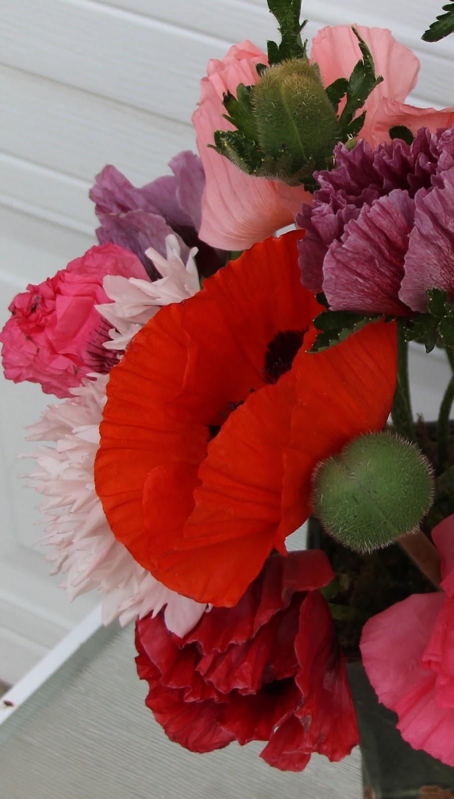 POPPIES IN SPRING ARRANGEMENTS Delicatelooking plants are really